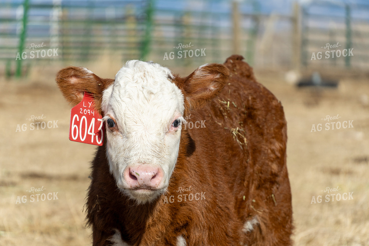 Hereford Calf 65595
