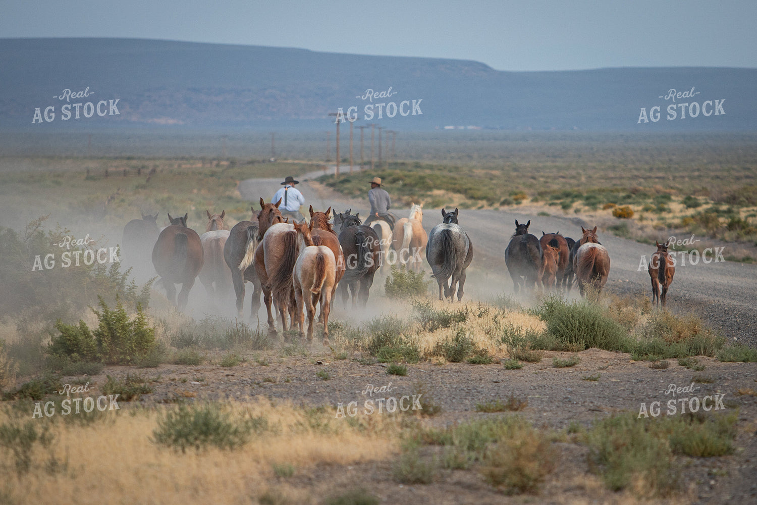 Moving Horses 78254