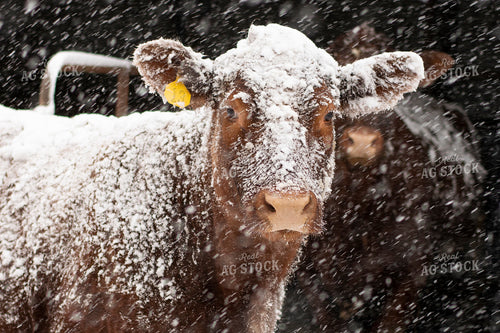 Cow in Snow 50059