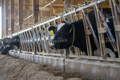 Holstein Cattle 50487