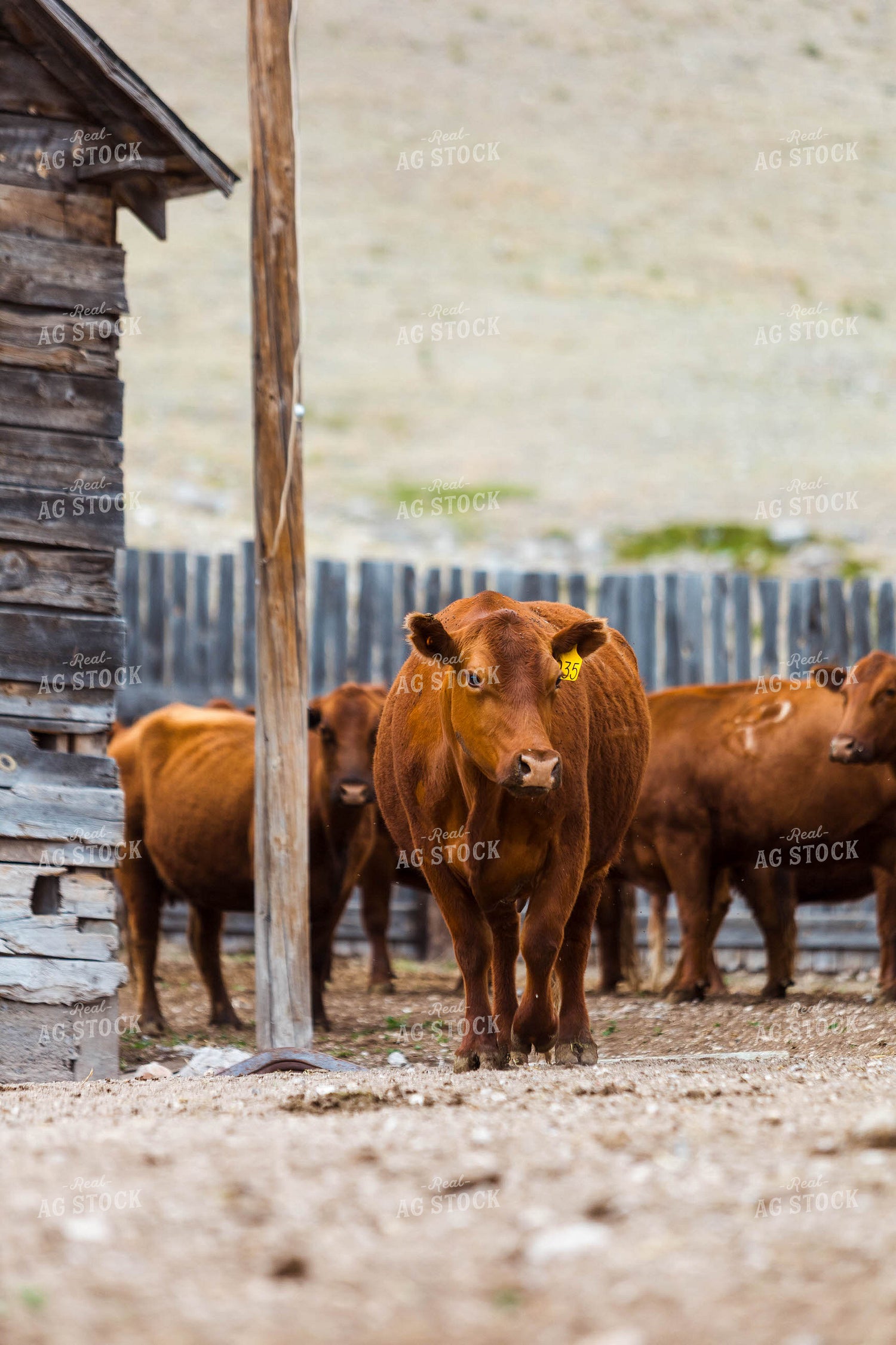 Red Angus Cattle 97233