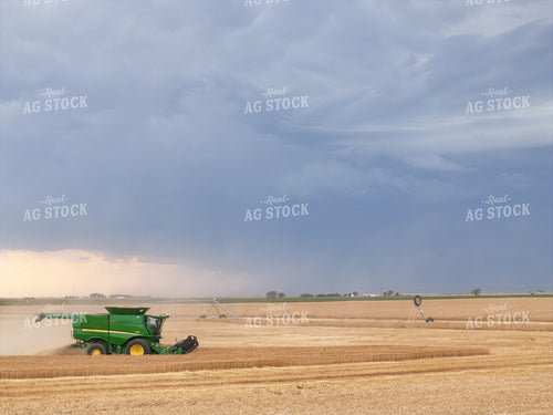 Wheat Harvest 239032