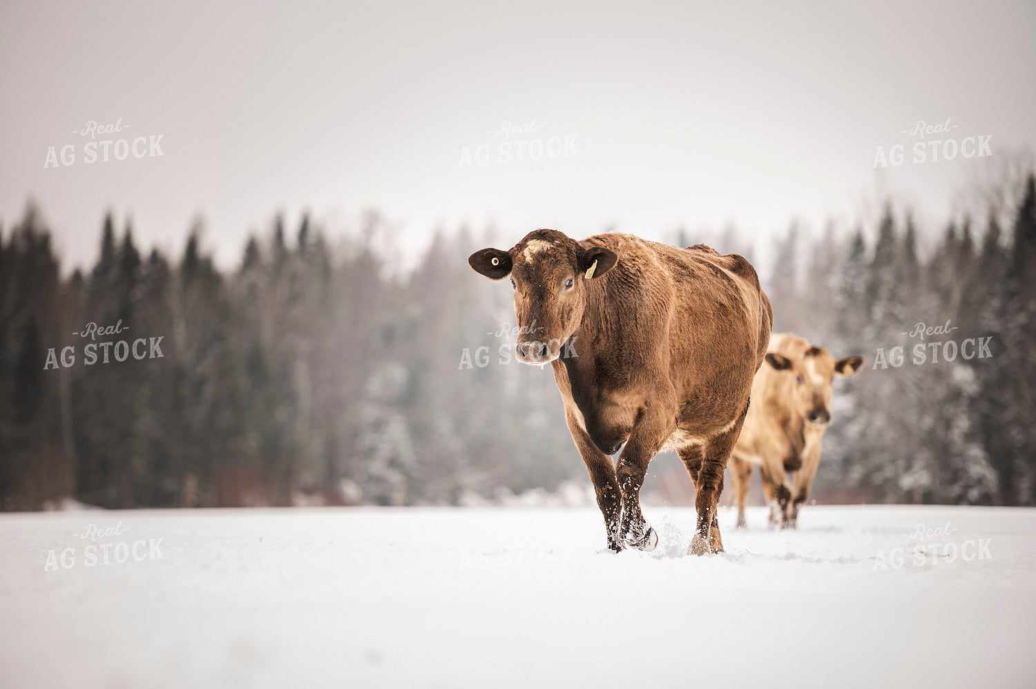 Jersey Cattle on Pasture 195053