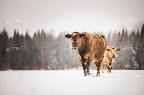 Jersey Cattle on Pasture 195053