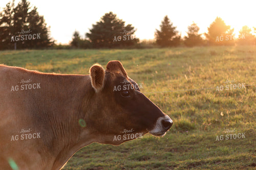 Jersey Cow 173014
