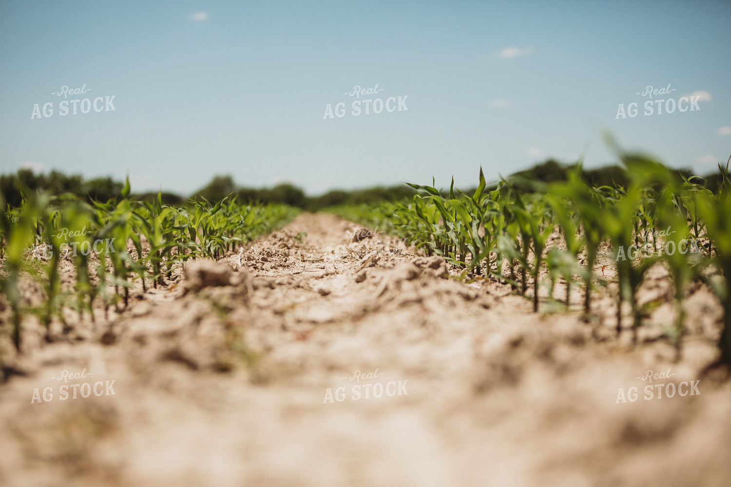 V3 Corn in Light Soil 5784