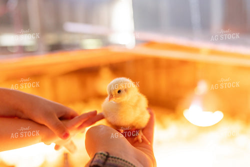 Chicks 161152