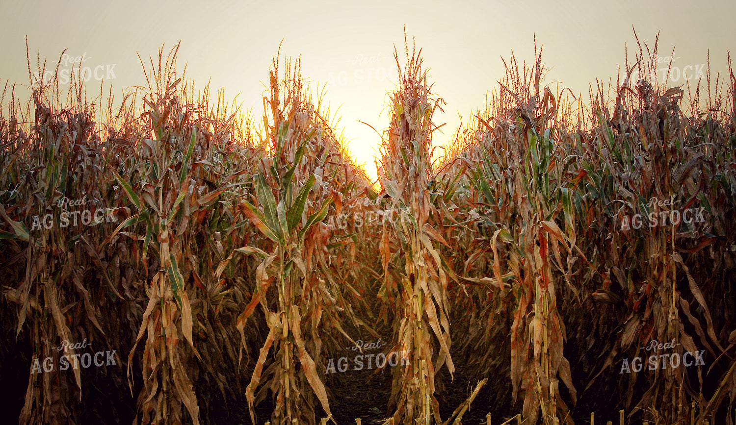 Late Season Corn 141433