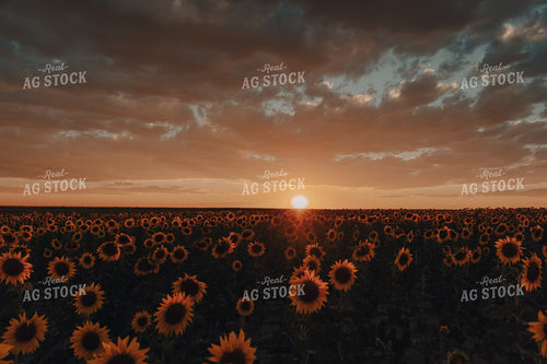 Sunflower Field at Sunset 58132