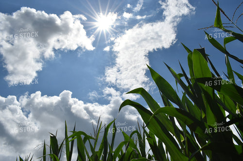 V14 Green Corn and Blue Sky 84001