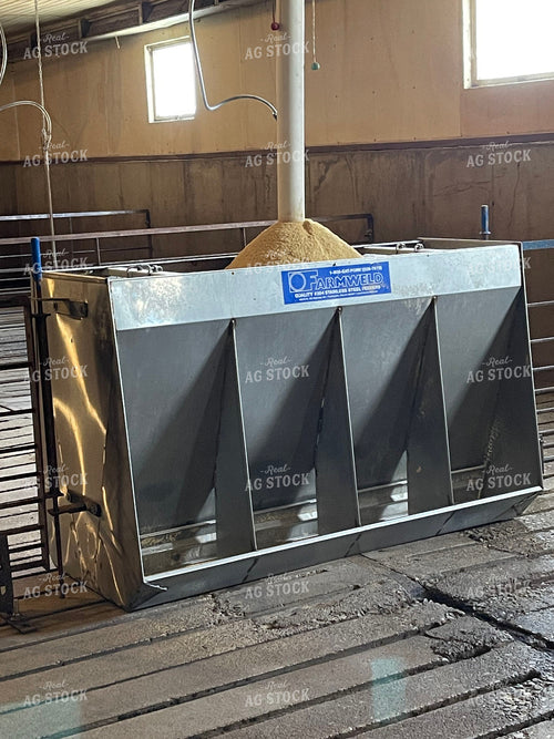 Pig Feeder 103039