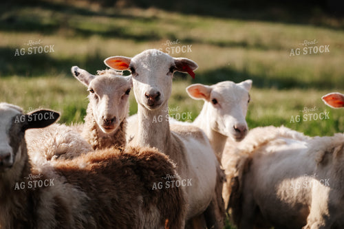 Sheep 220014