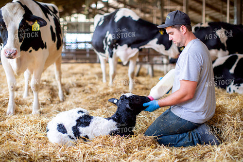Bottle Feeding Holstein Calf 55382