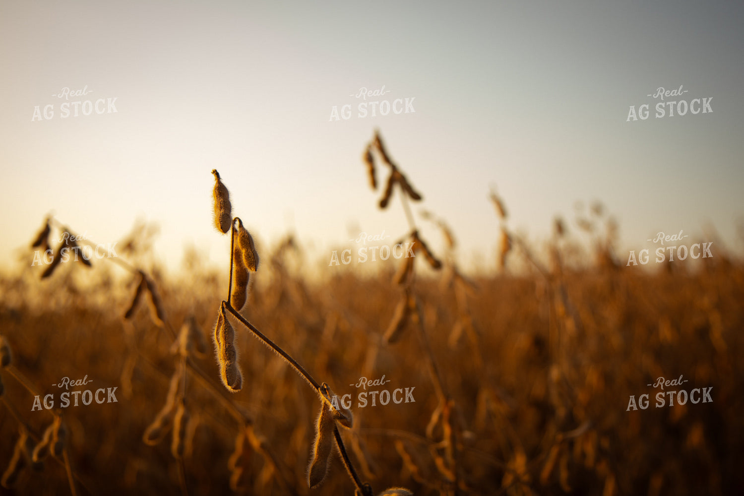 Dried Soybeans 268086