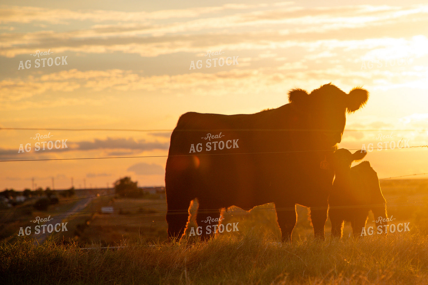 Cow Calf Pair Silhouette 208043