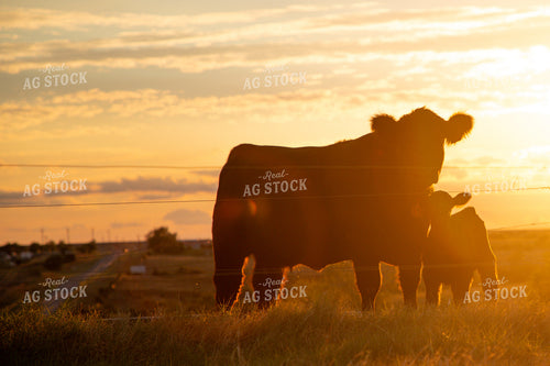 Cow Calf Pair Silhouette 208043