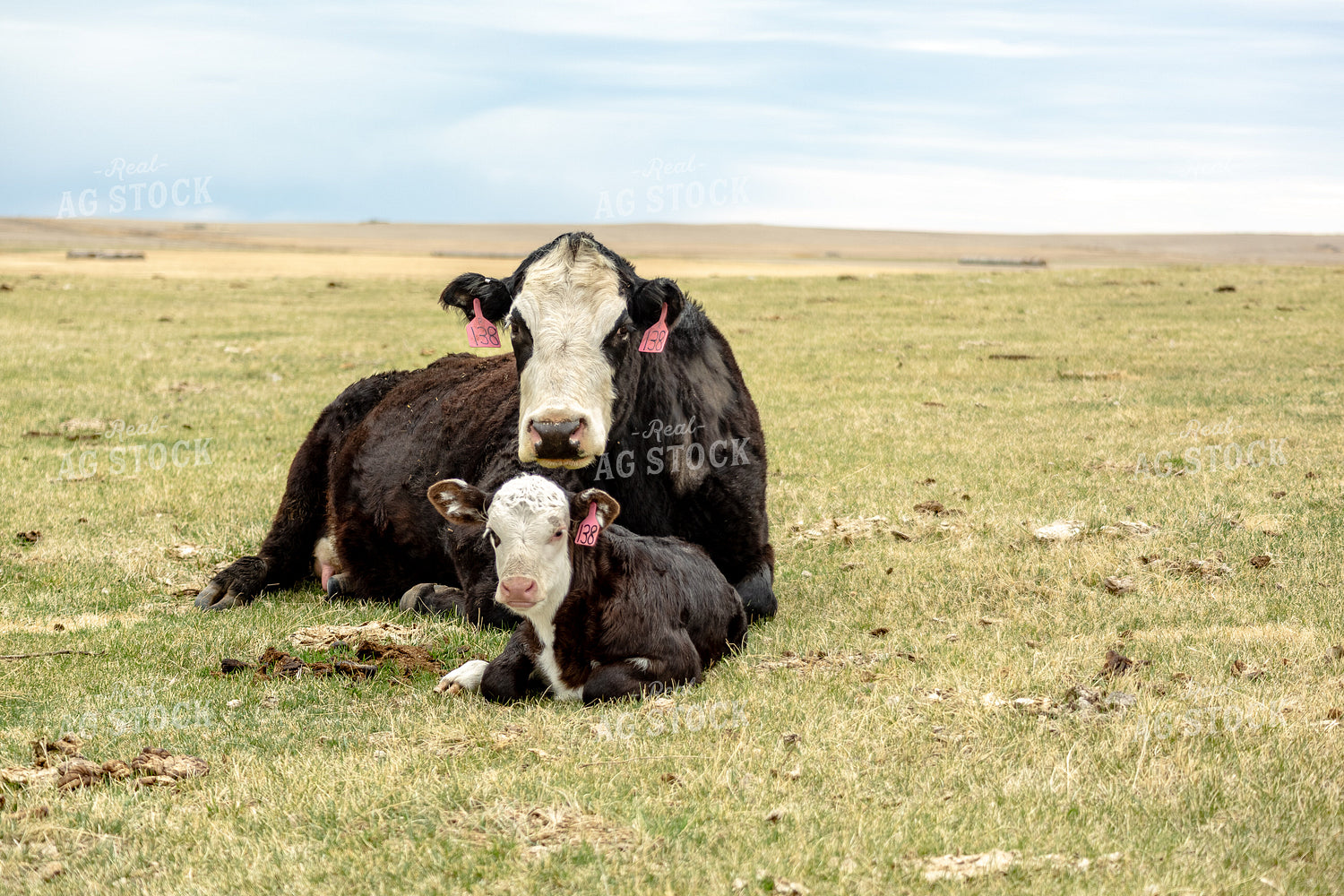 Black Baldy Cow Calf Pair 155710