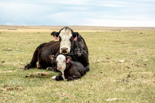 Black Baldy Cow Calf Pair 155710