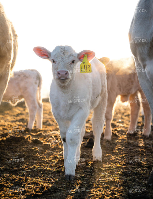 Charolais Calf 219022