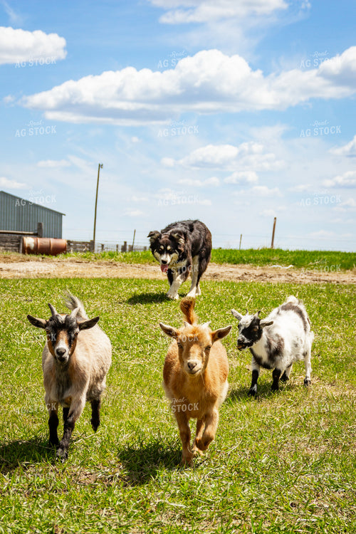Nigerian Dwarf Goat 155182