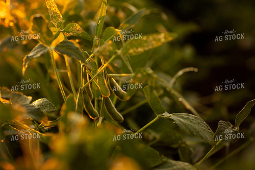 Soybeans - Mid-Season 4901