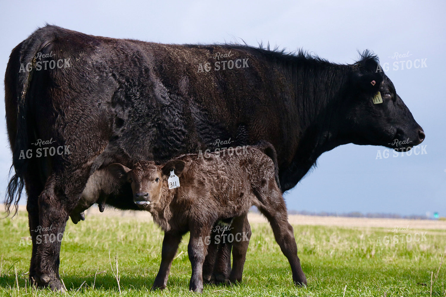 Black Angus Cow Calf Pair 299260