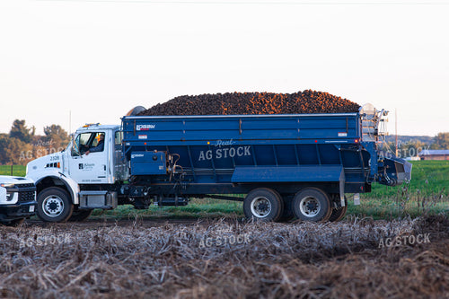 Hauling Potatoes 132179