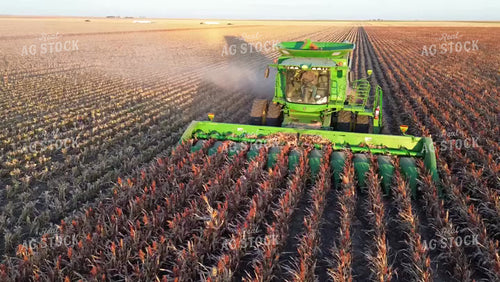 Cutting Sorghum 190024