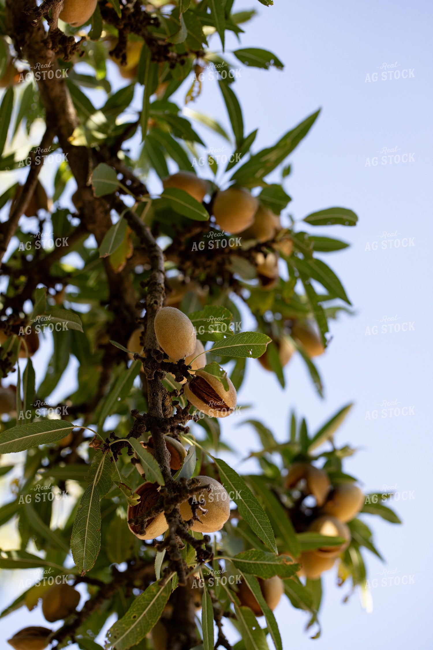 Almond Tree 276054