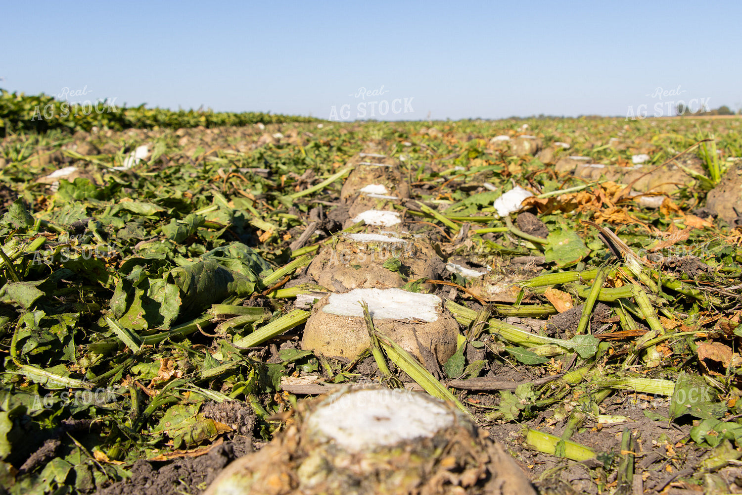 Sugar Beets 255028