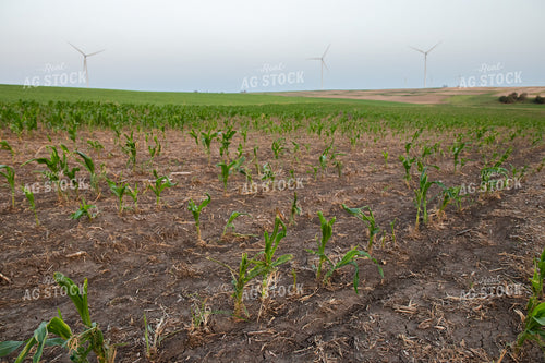 Hail and Wind Damaged Corn 67520