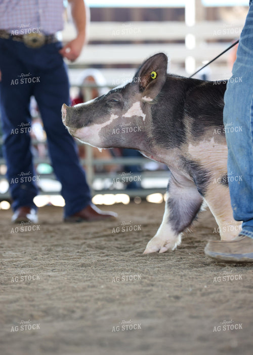 Showing Pigs 160284