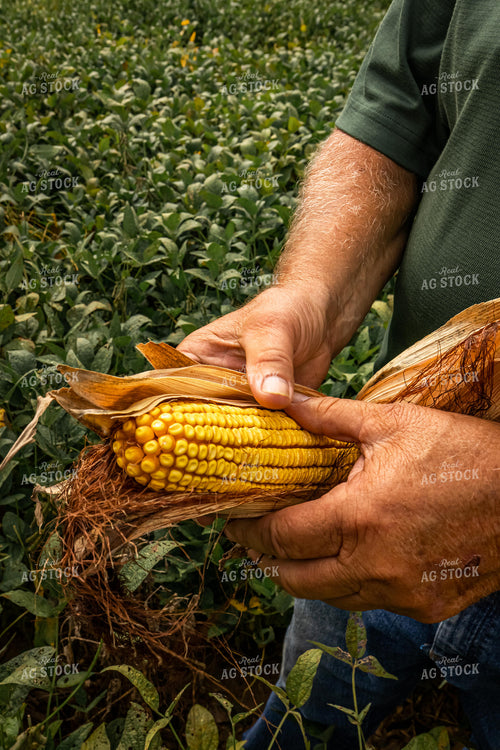 Farmer Checking Corn 270164