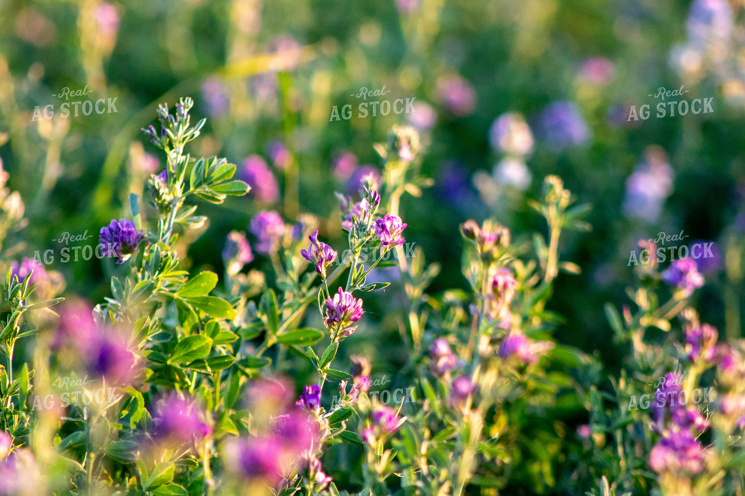 Alfalfa Field 214329