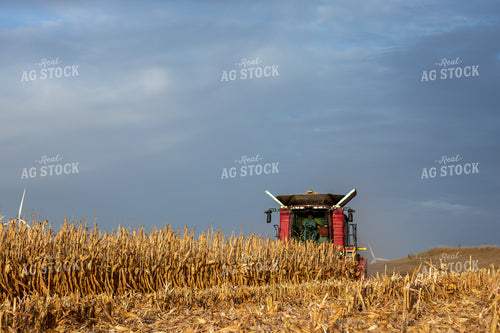 Combine Harvesting Corn 67175
