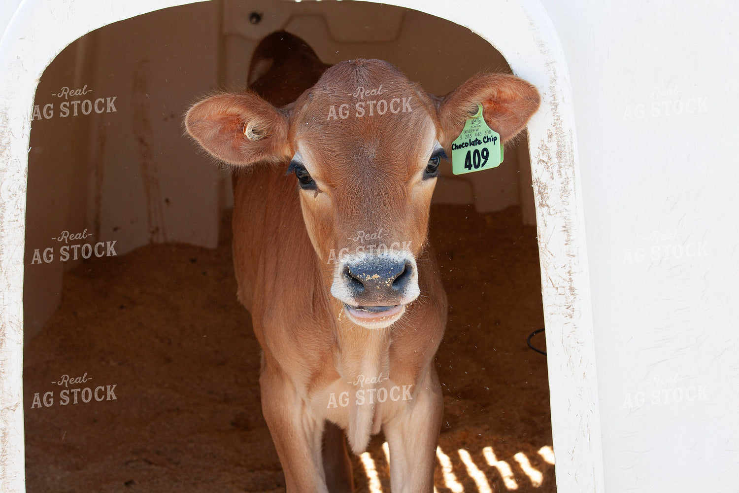 Jersey Calf 132217