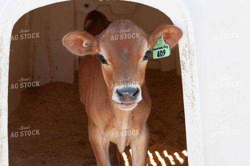 Jersey Calf 132217
