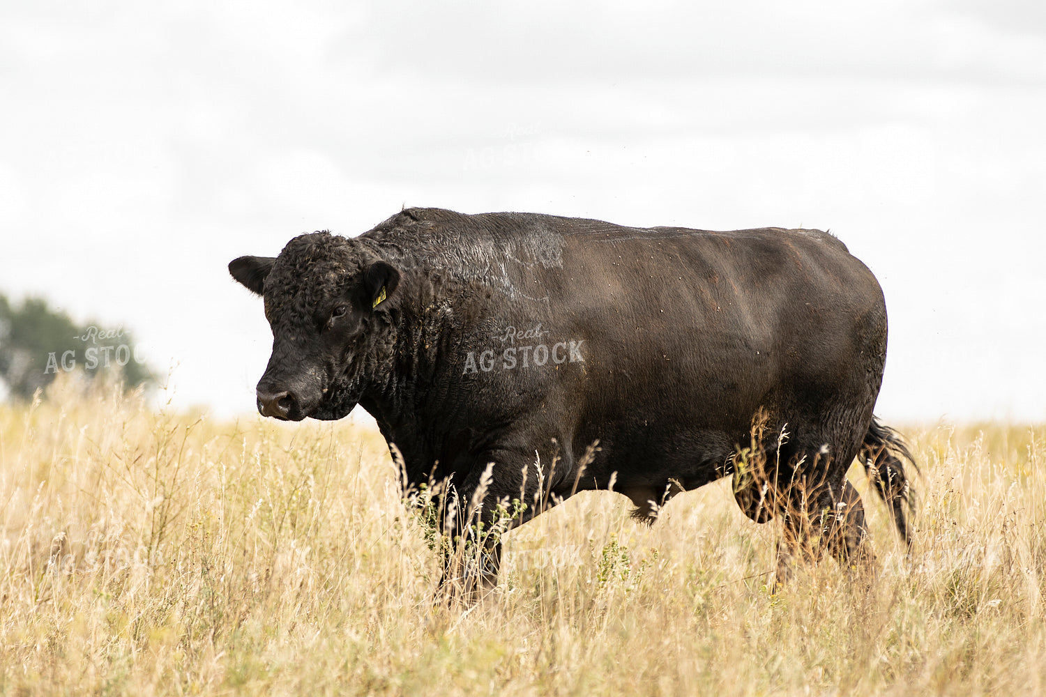 Black Angus Bull 285093