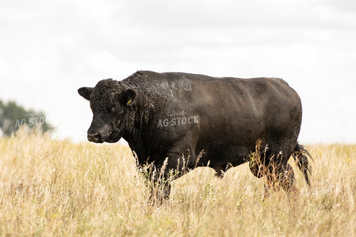 Black Angus Bull 285093