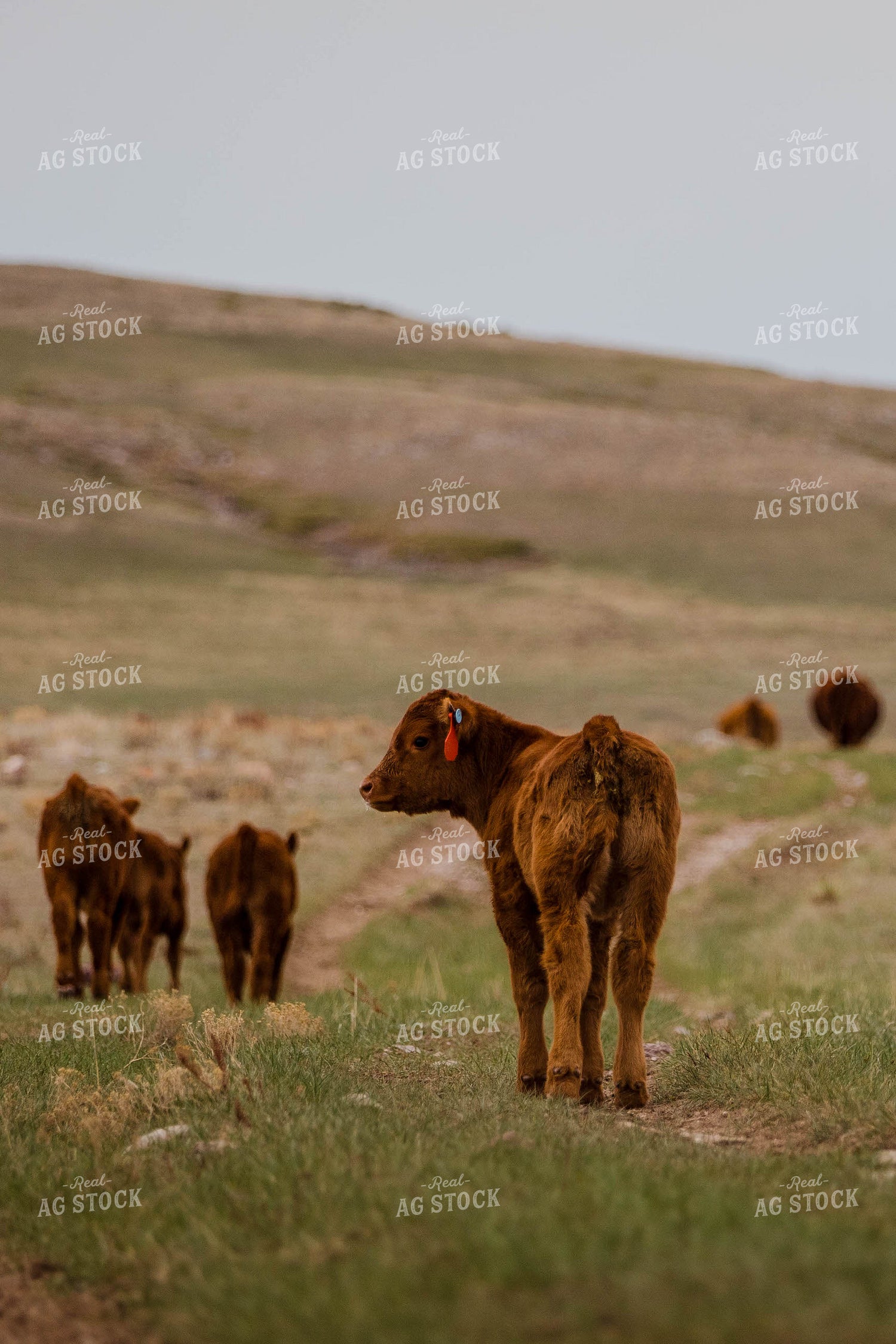 Red Angus Calves in Hilly Open Pasture 97152