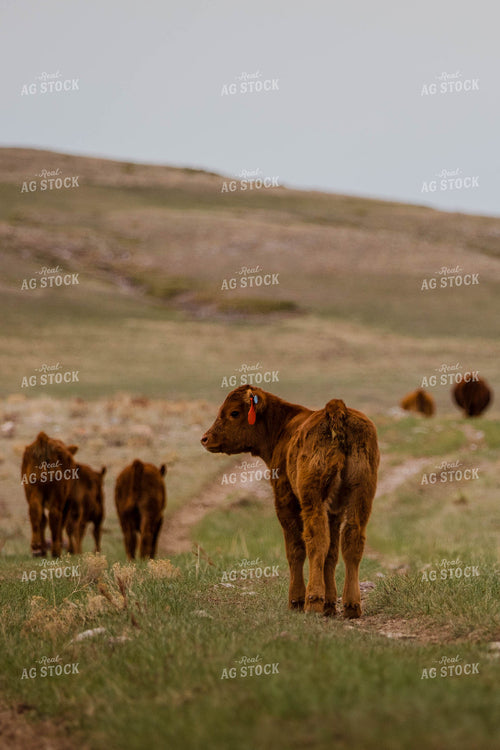Red Angus Calves in Hilly Open Pasture 97152