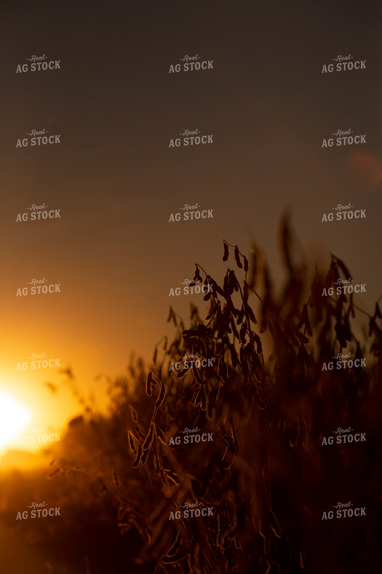 Soybeans - Dry 1532