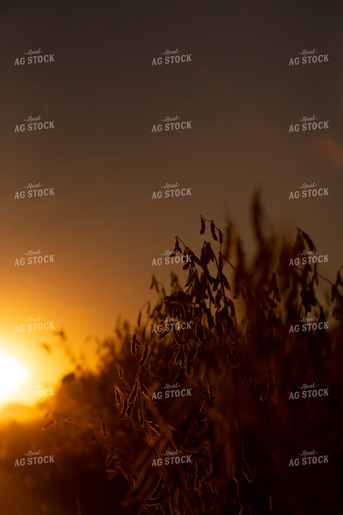 Soybeans - Dry 1532