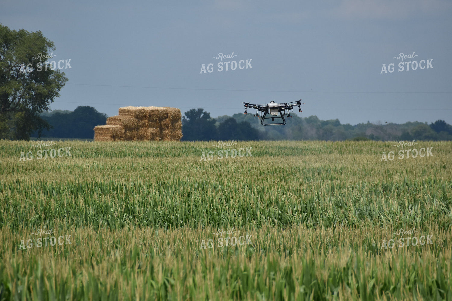 Drone Sprayer Above Corn 84089