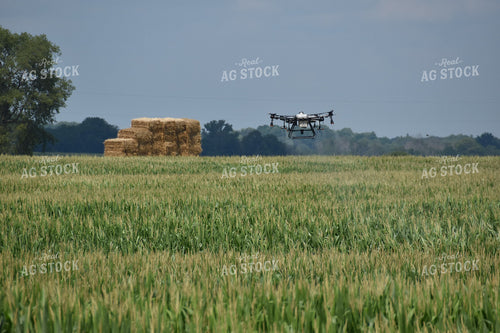 Drone Sprayer Above Corn 84089