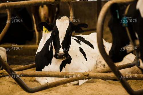 Dairy 2664