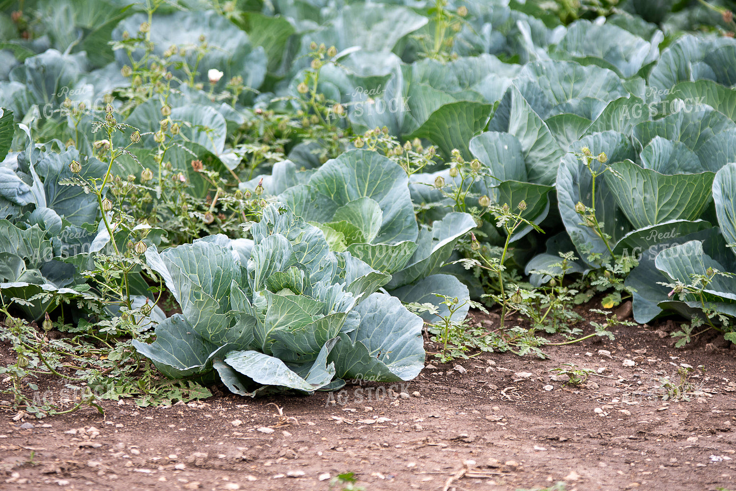 Cabbage 50399