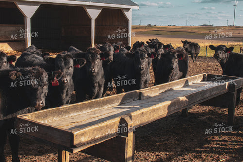 Angus Cattle in Pen 67020