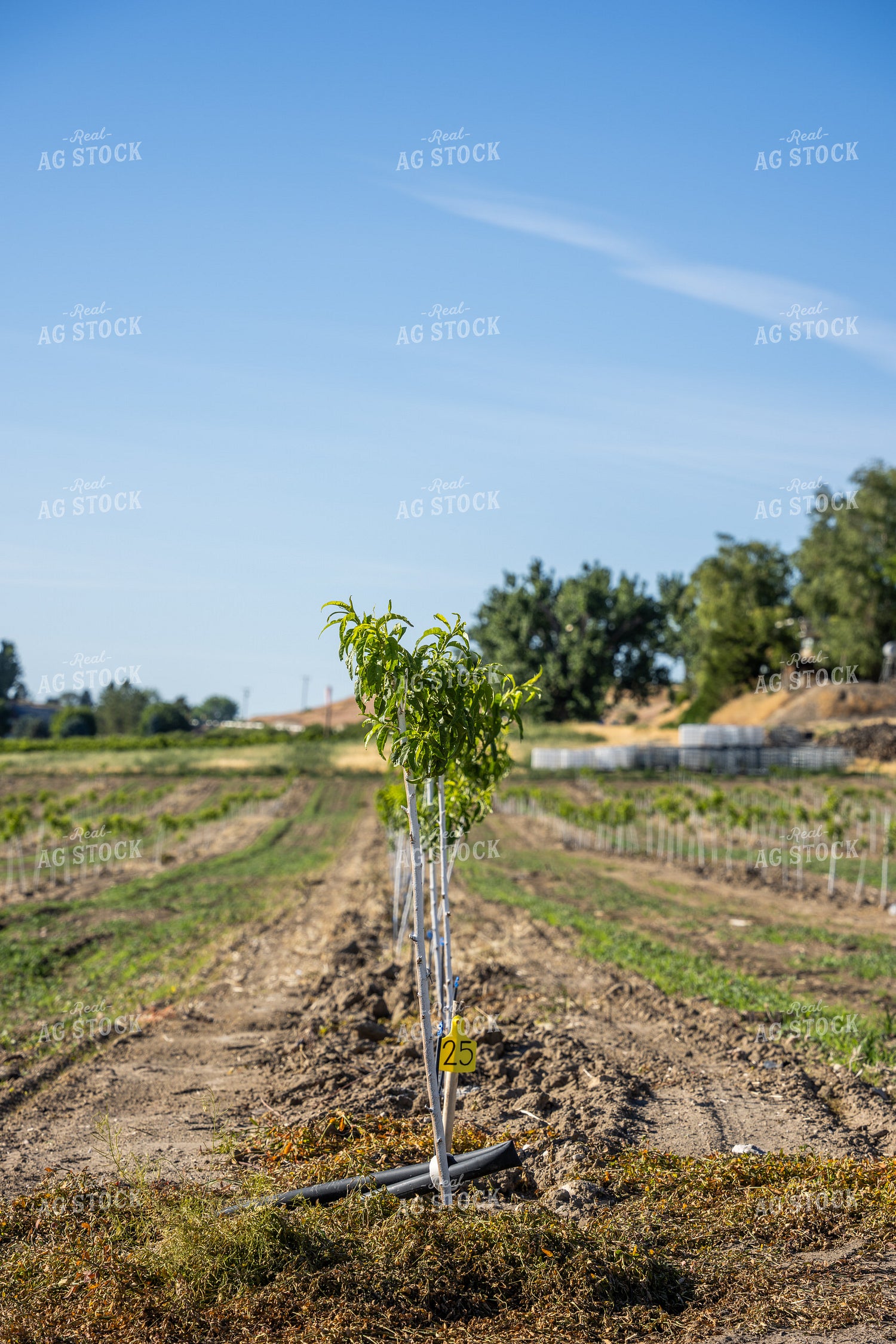 Freshly Planted Fruit Trees 65776