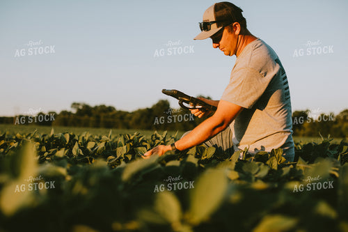 Farmer in Soybean Field with Tablet 6130